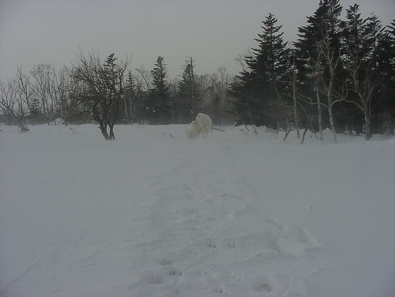 日々風雪